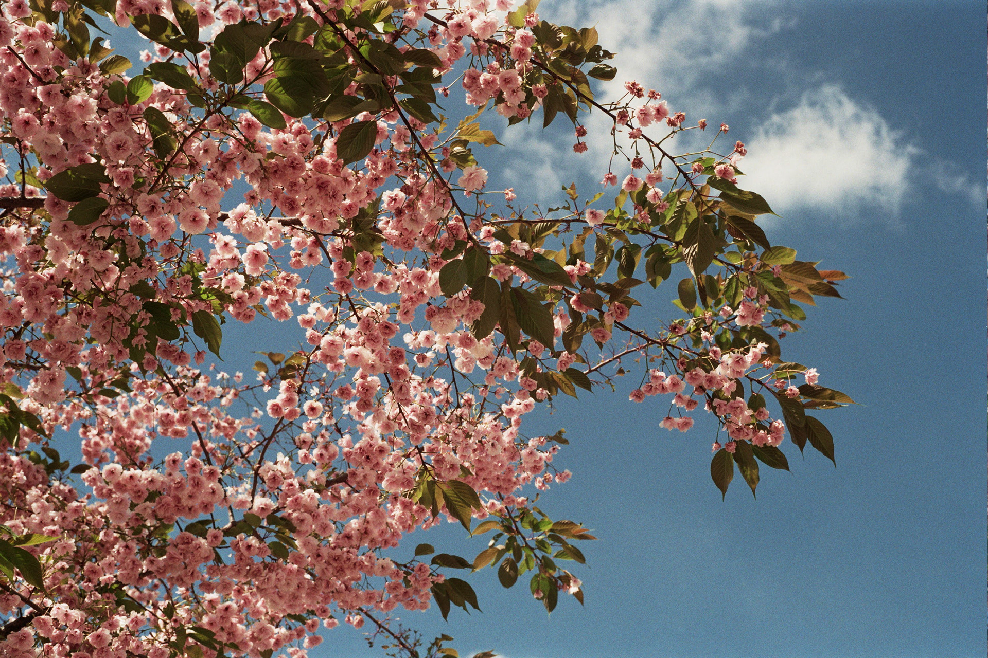 Anthotype experiment op papier